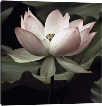 The Lotus I Canvas Art Print - Lotuses