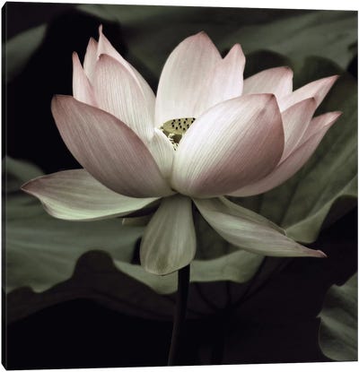 The Lotus I Canvas Art Print - Floral Close-Up Art