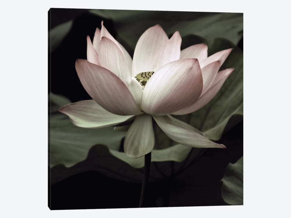 The Lotus I by Andy Neuwirth 1-piece Art Print