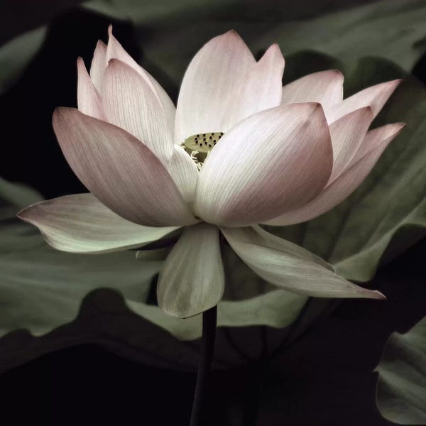 Nature Close-Ups: The Lotus I by Andy Neuwirth