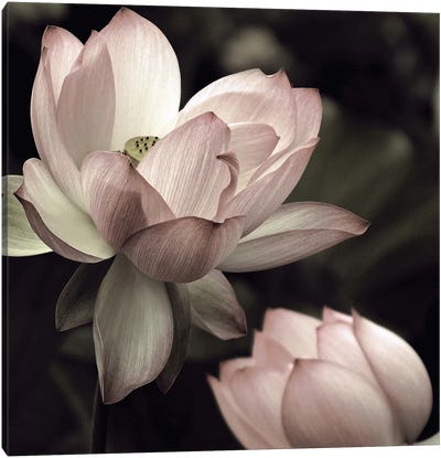 The Lotus II Canvas Art Print - Floral Close-Up Art