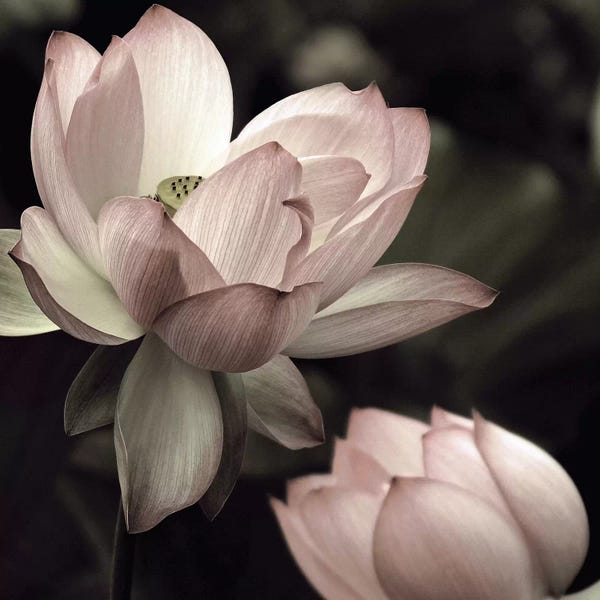 Zen Décor: The Lotus II by Andy Neuwirth