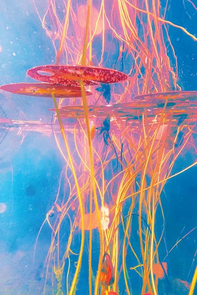 Nathan Head: Ecosystematic by Nathan Head