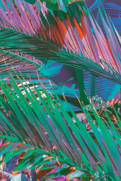 Palms Of Paradise by Nathan Head canvas print