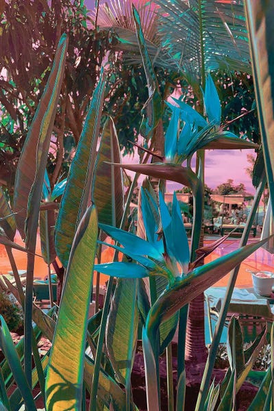 Ultra Tropical by Nathan Head canvas print