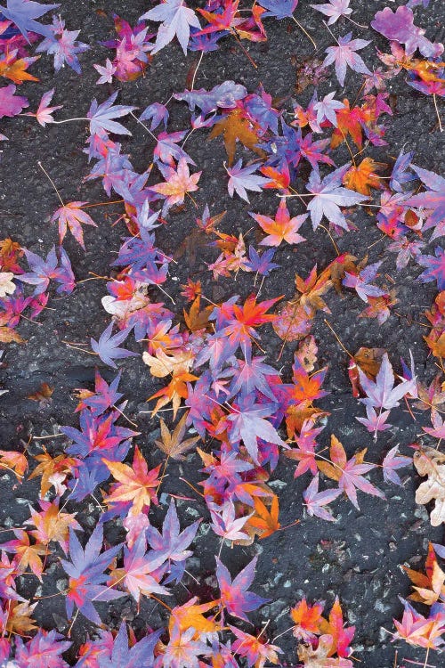 Fallen Stars by Nathan Head wall art