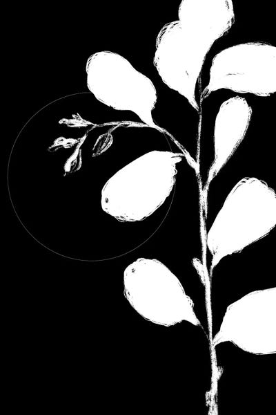 Black & White Florals: Botanical Silhoette II by Nicholas Holman