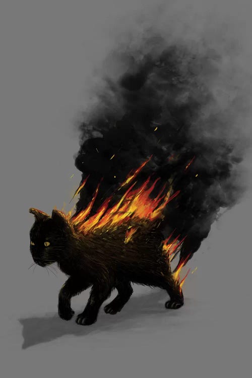 Cat On Fire