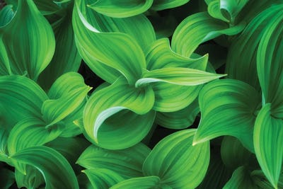 Corn Lillies, Mt. Rainier National Park by Jim Nilsen framed wall art