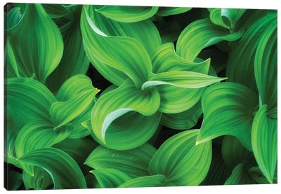 Corn Lillies, Mt. Rainier National Park Canvas Art Print - Lily Art
