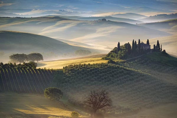 Vineyards: Belvedere Morning, Tuscany, Italy by Jim Nilsen