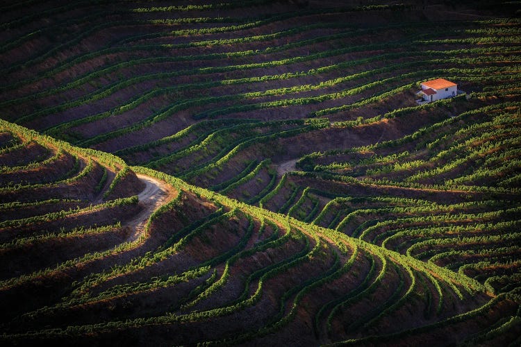 Douro Afternoon, Portugal