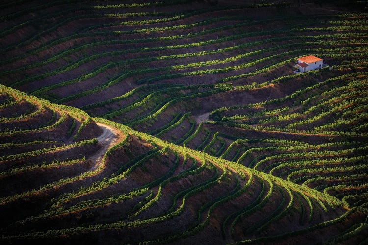 Douro Afternoon, Portugal by Jim Nilsen wall art