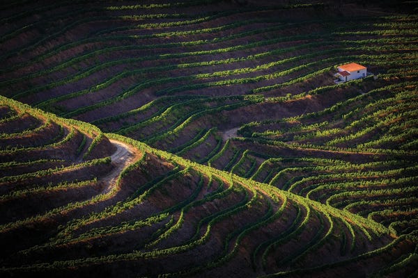 Jim Nilsen: Douro Afternoon, Portugal by Jim Nilsen