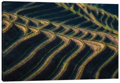 Douro Terraces, Portugal Canvas Art Print - Jim Nilsen