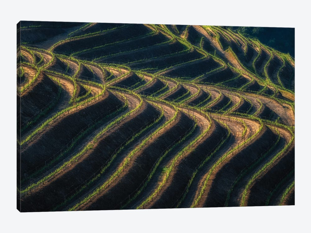 Douro Terraces, Portugal by Jim Nilsen 1-piece Canvas Artwork