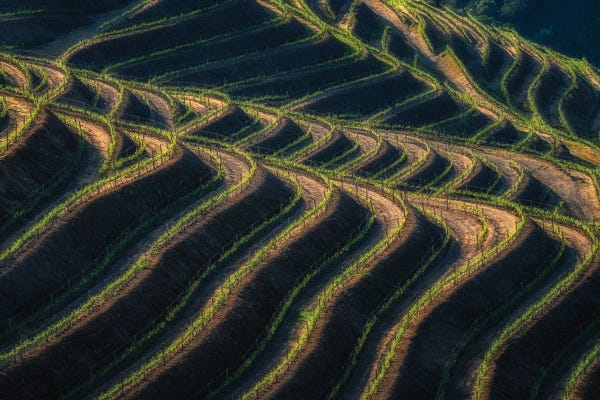 Jim Nilsen: Douro Terraces, Portugal by Jim Nilsen