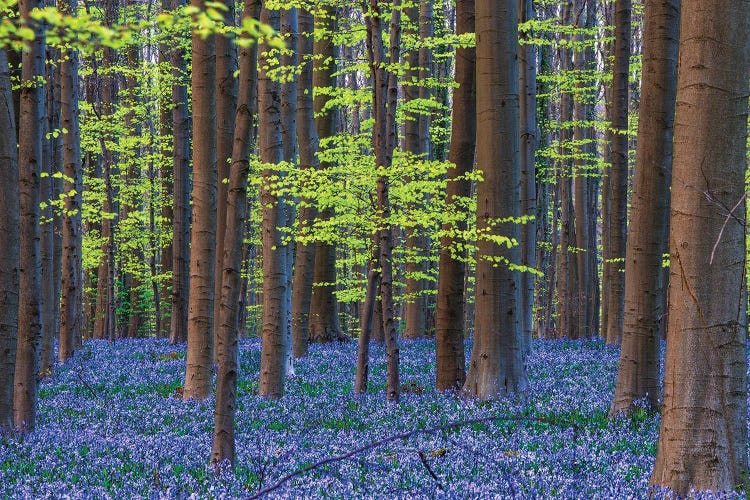 Hallerbos Blue, Belgium