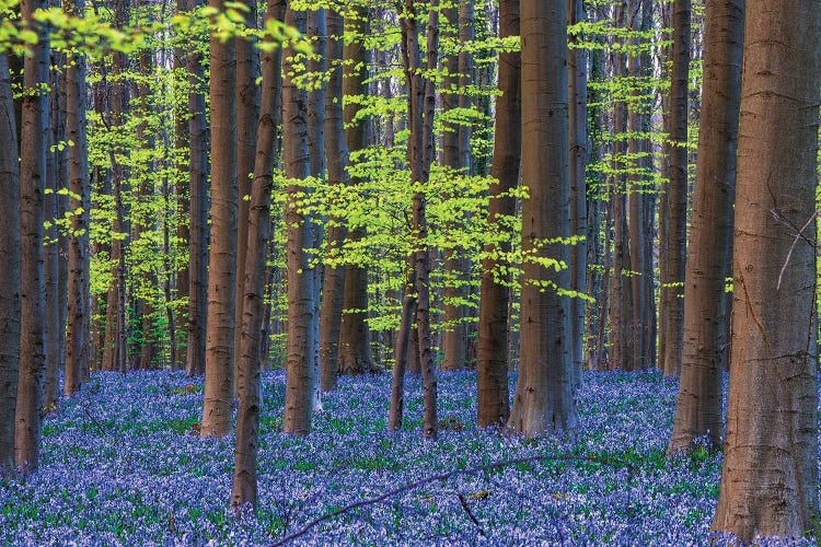 Hallerbos Blue, Belgium by Jim Nilsen wall art