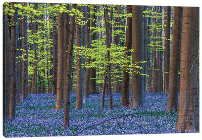 Hallerbos Blue, Belgium Canvas Art Print - Jim Nilsen