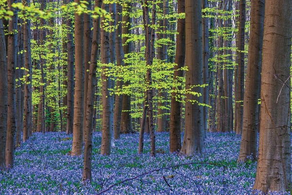 Jim Nilsen: Hallerbos Blue, Belgium by Jim Nilsen