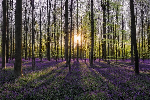 Jim Nilsen: Hallerbos Sunset, Belgium by Jim Nilsen