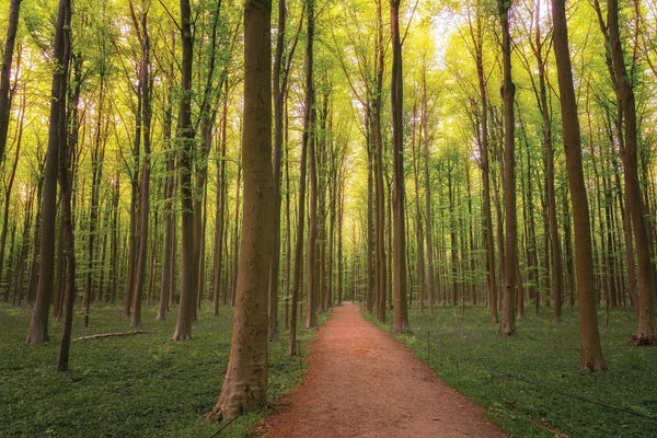 Jim Nilsen: Into The Wood, Hallberbos, Belgium by Jim Nilsen