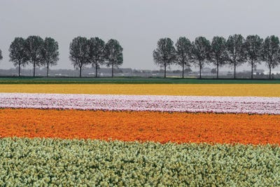 Lined Up, The Netherlands by Jim Nilsen framed wall art