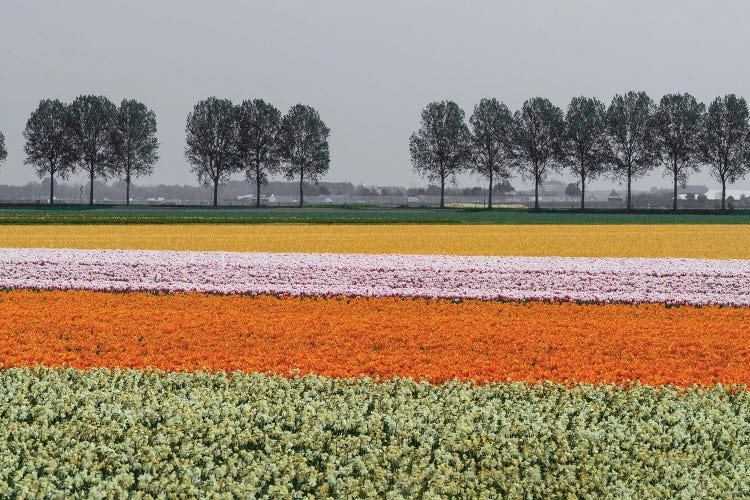 Lined Up, The Netherlands by Jim Nilsen wall art