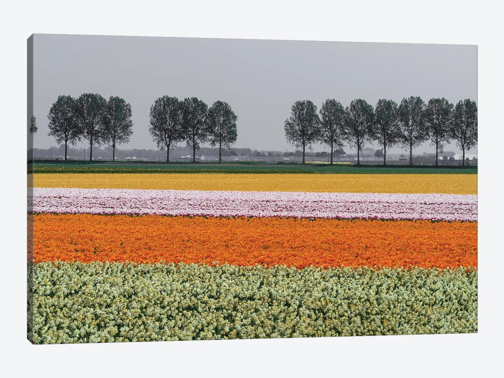 Lined Up, The Netherlands by Jim Nilsen 1-piece Canvas Wall Art