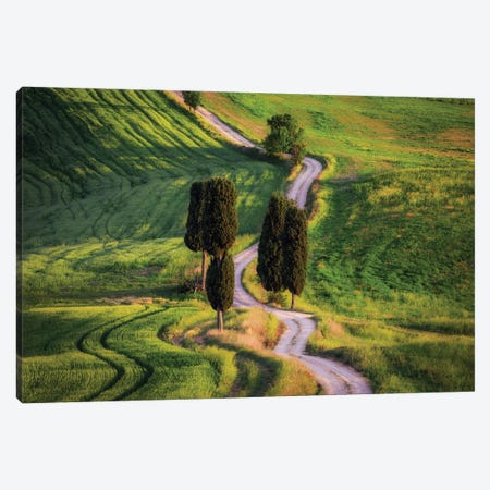 Cypress Way, Tuscany, Italy Canvas Print #NIL159} by Jim Nilsen Canvas Art