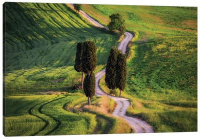 Cypress Way, Tuscany, Italy Canvas Art Print - Jim Nilsen