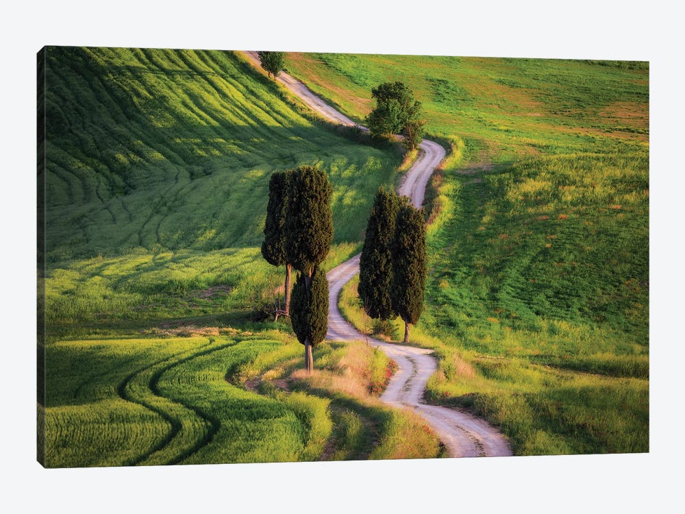 Cypress Way, Tuscany, Italy by Jim Nilsen 1-piece Canvas Artwork