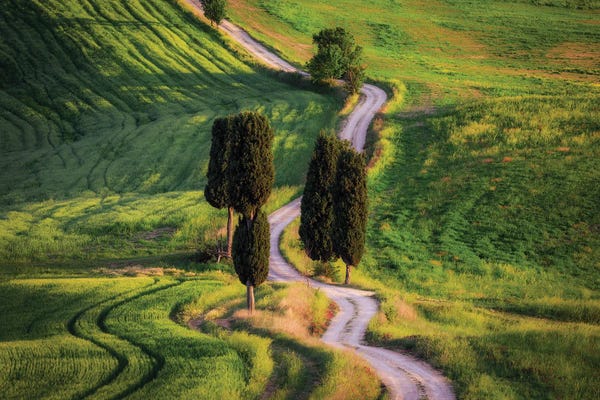 Jim Nilsen: Cypress Way, Tuscany, Italy by Jim Nilsen