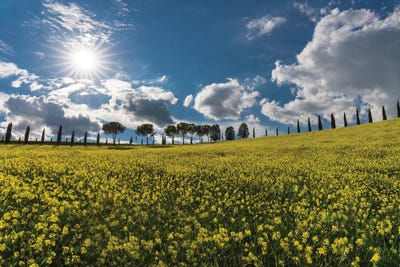 The Yellow Field, Tuscany, Italy by Jim Nilsen art print
