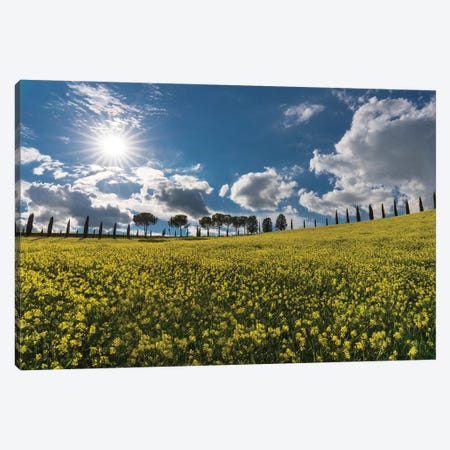 The Yellow Field, Tuscany, Italy Canvas Print #NIL164} by Jim Nilsen Canvas Art