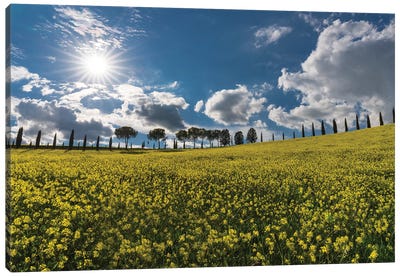 The Yellow Field, Tuscany, Italy Canvas Art Print - Jim Nilsen