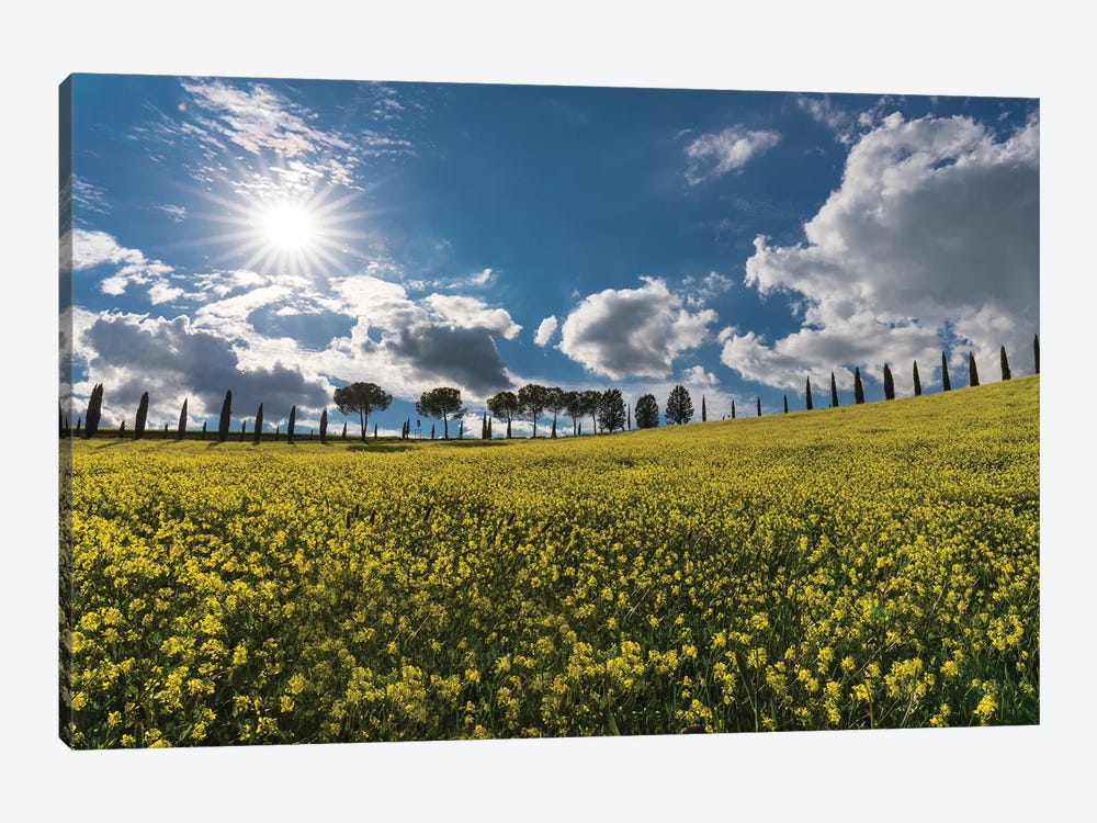 The Yellow Field, Tuscany, Italy by Jim Nilsen 1-piece Canvas Art