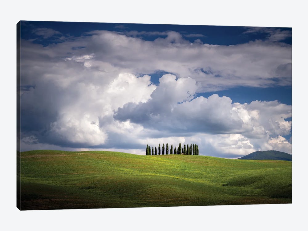 The Cypresses, Tuscany, Italy by Jim Nilsen 1-piece Art Print