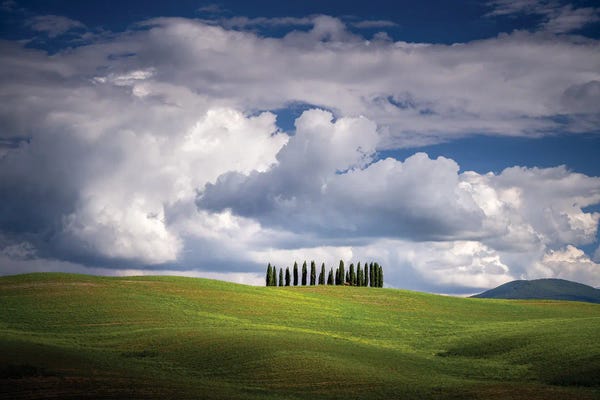Jim Nilsen: The Cypresses, Tuscany, Italy by Jim Nilsen