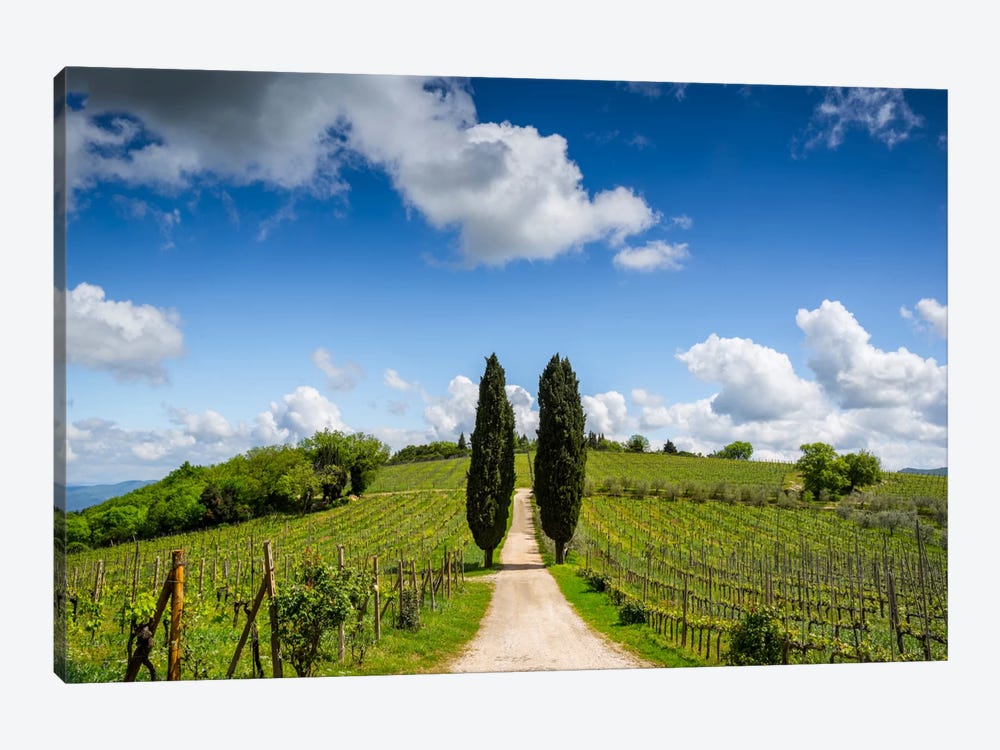 Cypress & Vine, Chianti, Italy by Jim Nilsen 1-piece Canvas Print