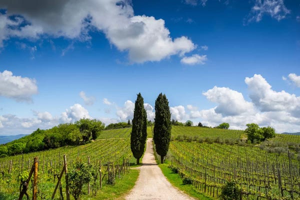 Vineyards: Cypress & Vine, Chianti, Italy by Jim Nilsen