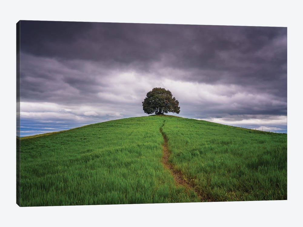 The Path, Tuscany, Italy by Jim Nilsen 1-piece Canvas Print