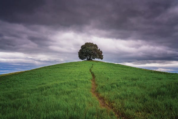 Jim Nilsen: The Path, Tuscany, Italy by Jim Nilsen