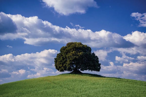 The Tree, Tuscany, Italy