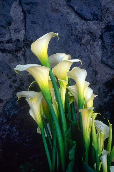 Still Life Photography: Día de Los Muertos, Xico, Mexico by Jim Nilsen