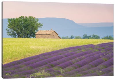 On The Valensole, Provence, France Canvas Art Print