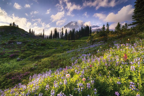 Jim Nilsen: Rainier Bloom, Mt. Rainier National Park by Jim Nilsen