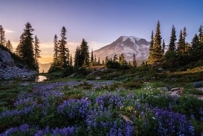 Rainier Meadow, Mt. Rainier National Park by Jim Nilsen acrylic art print