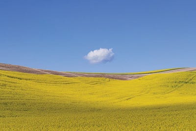 Spot, The Palouse, Washington by Jim Nilsen canvas print